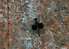 Tyriobapta torrida