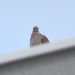 Zenaida macroura carolinensis