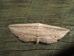 Hyposada hydrocampata