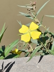 Ludwigia bonariensis