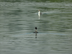 Podiceps occipitalis