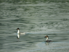 Podiceps occipitalis