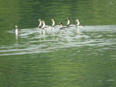 Podiceps occipitalis