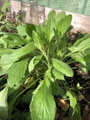 Erigeron philadelphicus