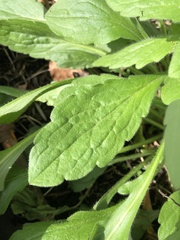Erigeron philadelphicus
