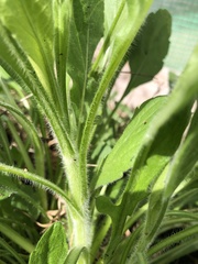 Erigeron philadelphicus