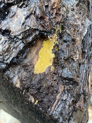Phlebiodontia subochracea