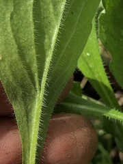 Erigeron philadelphicus