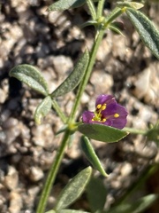 Fagonia laevis