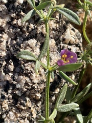 Fagonia laevis