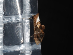 Arrade leucocosmalis