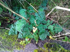 Chaerophyllum azoricum