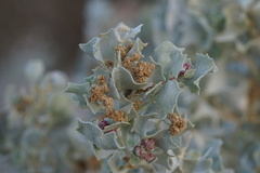 Atriplex hymenelytra