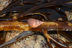 Phasianotrochus eximius