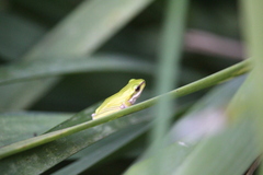 Litoria fallax