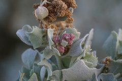 Atriplex hymenelytra