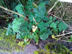 Chaerophyllum azoricum