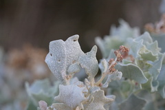 Atriplex hymenelytra