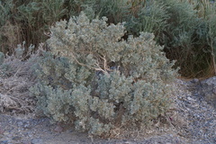 Atriplex hymenelytra
