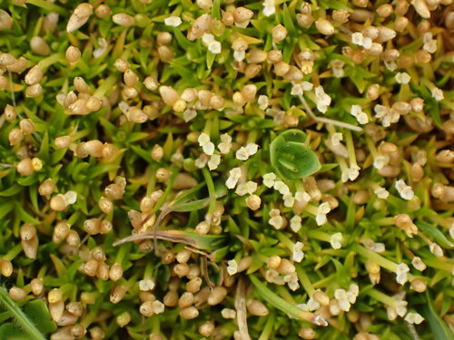 Image of Scleranthus biflorus by no rights reserved