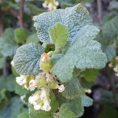 Ribes indecorum