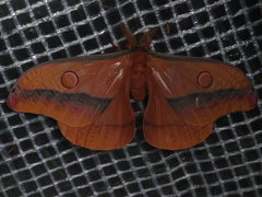 Opodiphthera loranthi