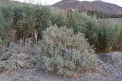 Atriplex hymenelytra