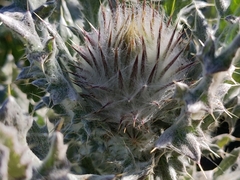 Cirsium occidentale