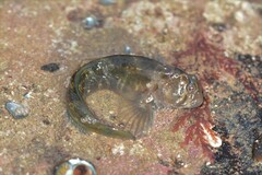 Parablennius tasmanianus