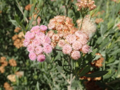 Tessaria absinthioides