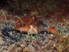 Canthigaster papua