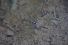 Poeciliidae