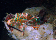 Canthigaster papua