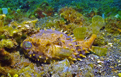 Cyclichthys orbicularis