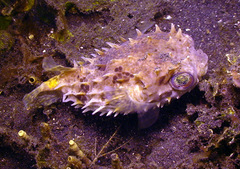 Cyclichthys orbicularis