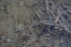 Poeciliidae