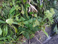 Chaerophyllum azoricum