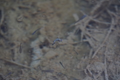 Poeciliidae