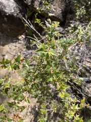 Podolobium ilicifolium