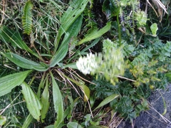 Chaerophyllum azoricum
