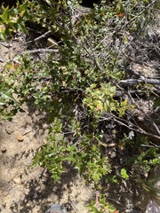 Podolobium ilicifolium