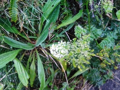 Chaerophyllum azoricum