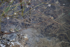 Poeciliidae