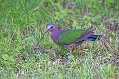 Chalcophaps indica natalis