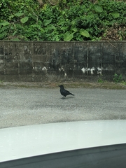 Corvus macrorhynchos connectens