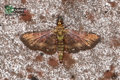 Antimimistis attenuata