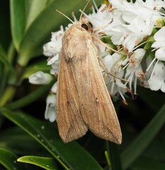 Mythimna separata