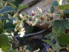 Ribes indecorum