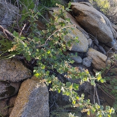 Ribes indecorum