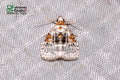 Nola canioralis